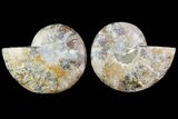 Sliced Ammonite Fossil - Agatized #115311-1